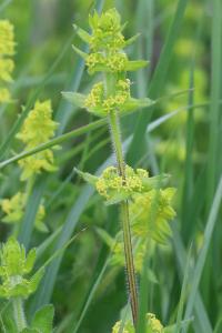 <i>Cruciata laevipes</i>