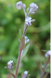 <i>Myosotis arvensis</i>
