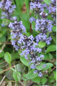 <i>Ajuga reptans</i>