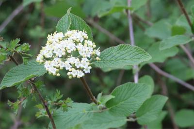 <i>Viburnum lantana</i>