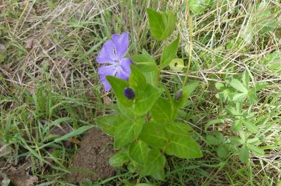 <i>Vinca major</i>