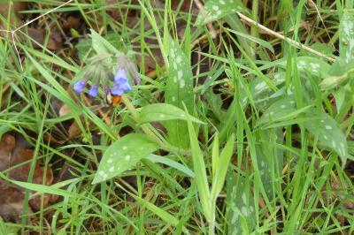 <i>Pulmonaria longifolia</i>