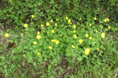 <i>Doronicum plantagineum</i>