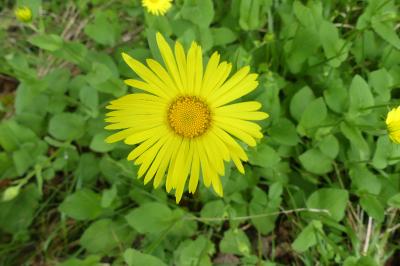 <i>Doronicum plantagineum</i>