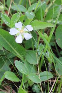<i>Potentilla montana</i>