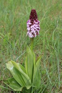<i>Orchis purpurea</i>