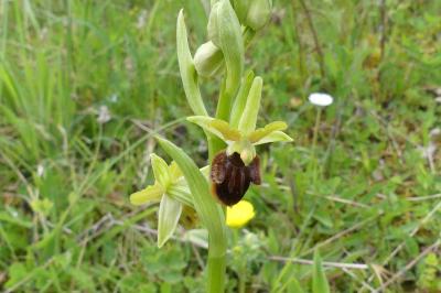<i>Ophrys aranifera</i>