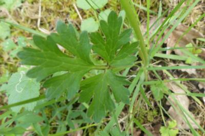 <i>Ranunculus bulbosus</i>