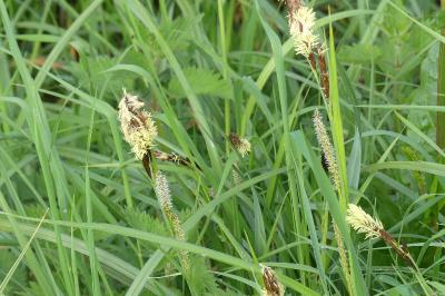 <i>Carex acutiformis</i>