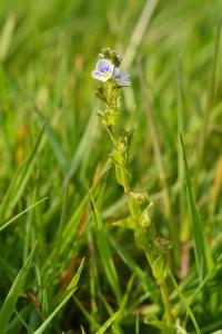 <i>Veronica serpyllifolia</i>