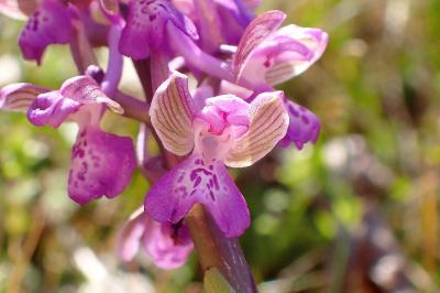 <i>Anacamptis morio</i>