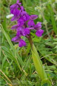 <i>Anacamptis morio</i>
