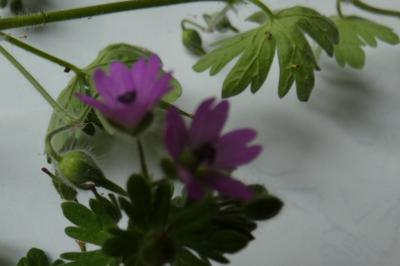 <i>Geranium molle</i>