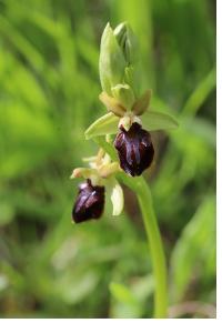 <i>Ophrys aranifera</i>