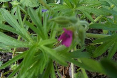 <i>Geranium dissectum</i>