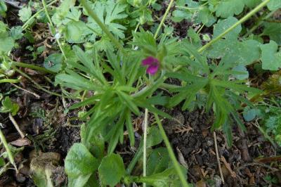 <i>Geranium dissectum</i>