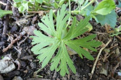 <i>Geranium dissectum</i>