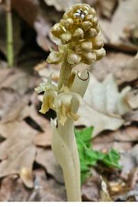 <i>Neottia nidus-avis</i>