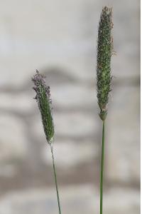 <i>Alopecurus pratensis</i>