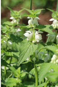 <i>Lamium album</i>