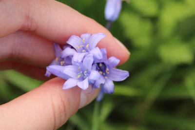<i>Hyacinthoides non-scripta</i>