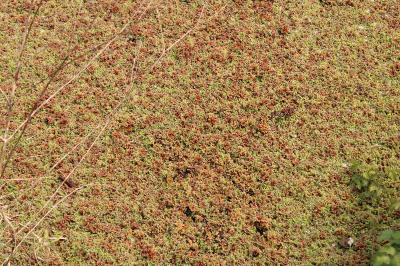 <i>Azolla filiculoides</i>