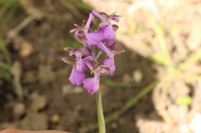 <i>Anacamptis morio</i>