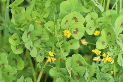 <i>Medicago arabica</i>