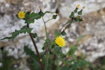 <i>Sonchus oleraceus</i>