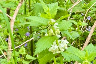 <i>Lamium album</i>