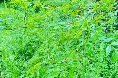 <i>Fraxinus excelsior</i>