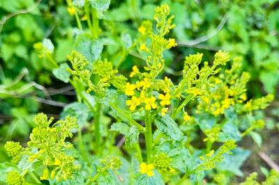 <i>Barbarea vulgaris</i>