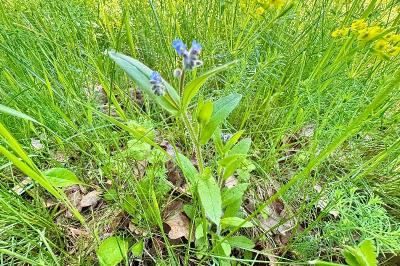 <i>Myosotis</i>