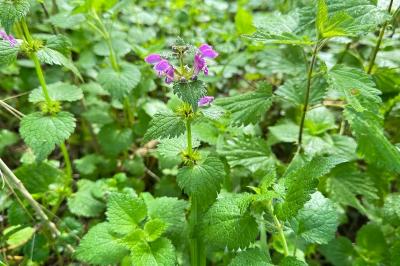 <i>Lamium maculatum</i>