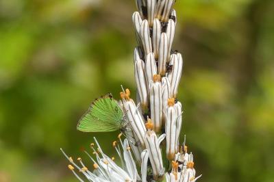 <i>Asphodelus albus</i>