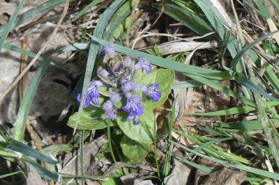 <i>Ajuga reptans</i>