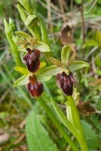 <i>Ophrys aranifera</i>