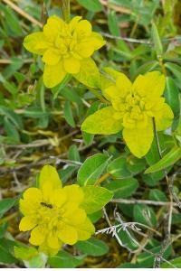 <i>Euphorbia</i>