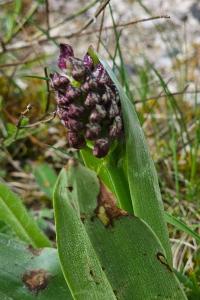 <i>Orchis purpurea</i>