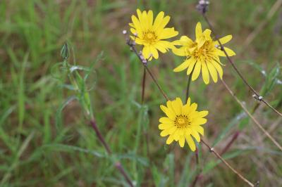 <i>Tragopogon pratensis</i>