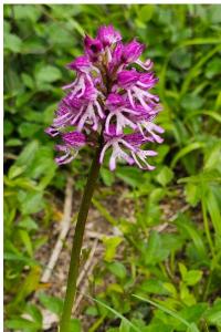 <i>Orchis x angusticruris</i>