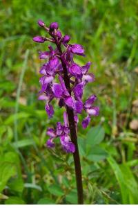 <i>Anacamptis laxiflora</i>