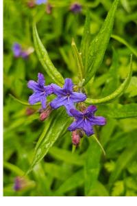 <i>Aegonychon purpurocaeruleum</i>