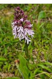 <i>Orchis purpurea</i>
