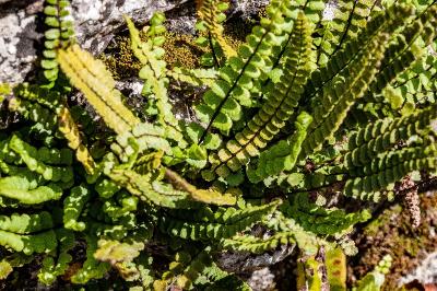 <i>Asplenium trichomanes</i>