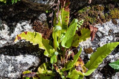 <i>Asplenium scolopendrium</i>
