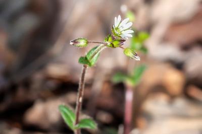 <i>Cerastium pumilum</i>