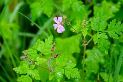 <i>Geranium robertianum</i>