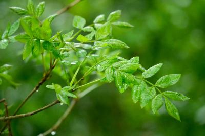 <i>Fraxinus excelsior</i>