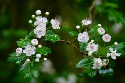 <i>Crataegus monogyna</i>